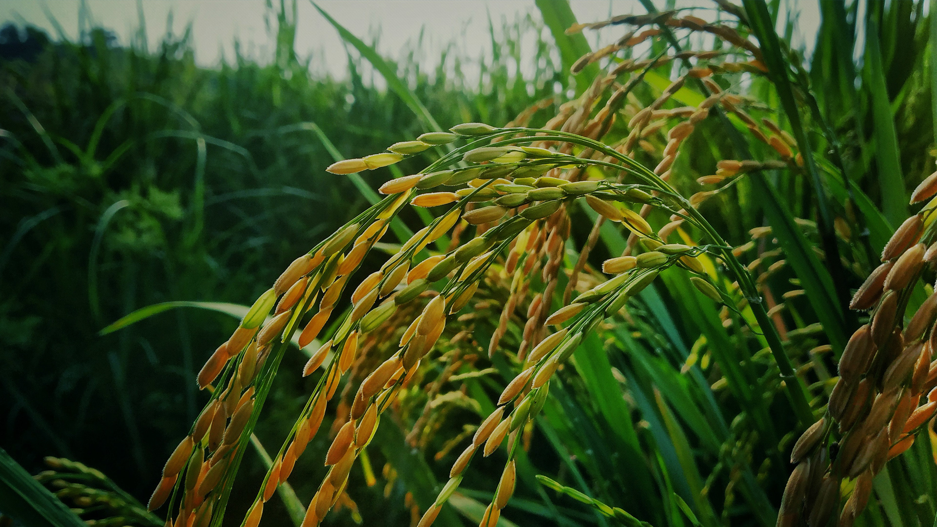 基地(dì)種植·自(zì)産自(zì)銷